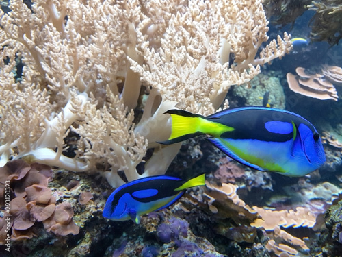 Korallenfische im Roten Meer photo