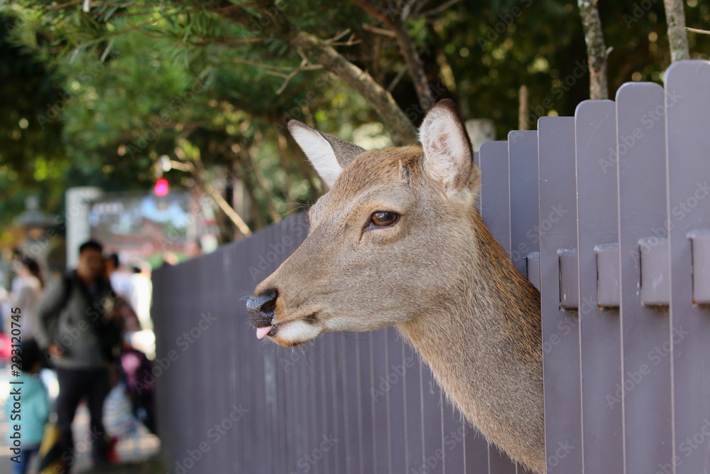 柵の間から顔を出して舌を出す奈良公園の鹿です Stock 写真 Adobe Stock