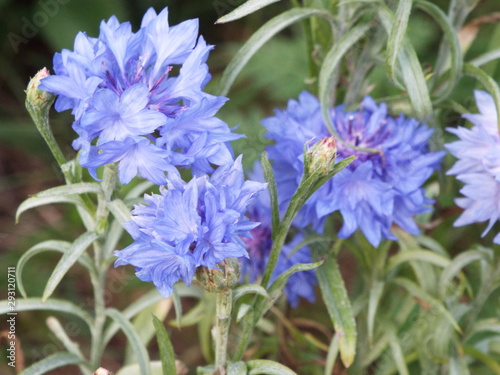 blue cornflowers in the summer in the country