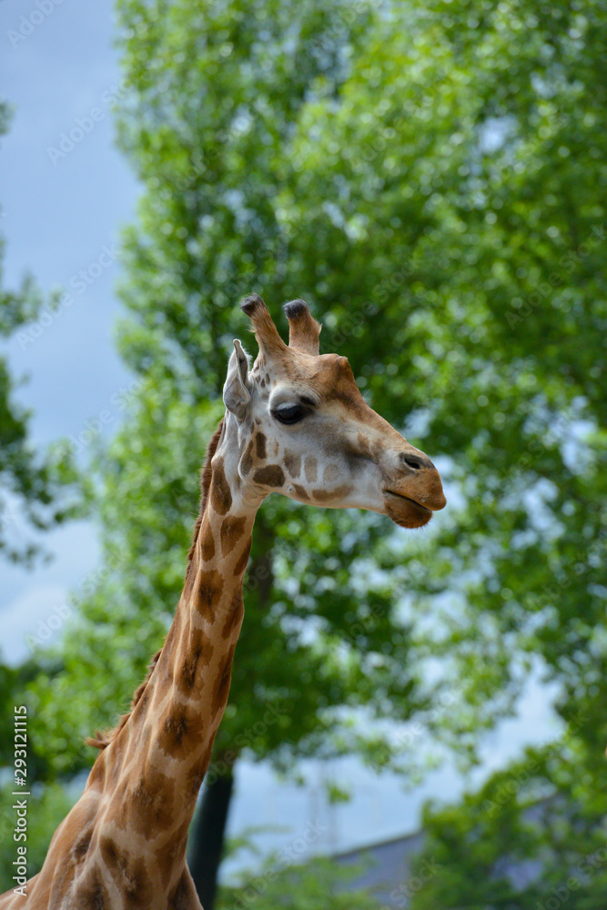 Beautiful giraffe standing with its head as high as the trees. Beautiful giraffe standing with its head as high as the trees.