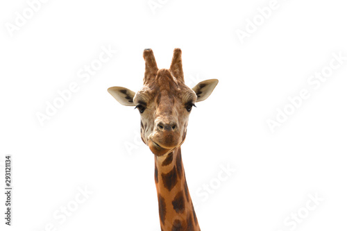 Giraffe head set against a white background photo