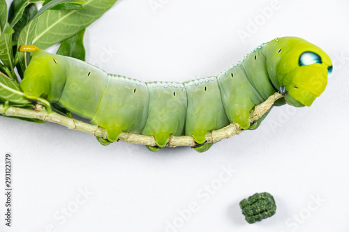 Beautiful of Daphnis nerii, Pupa Stage or Chrysalis Stage.