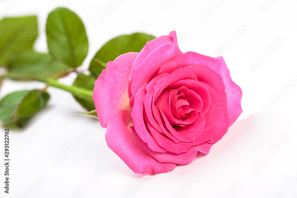 Obraz premium Beautiful single pink rose isolated on white background