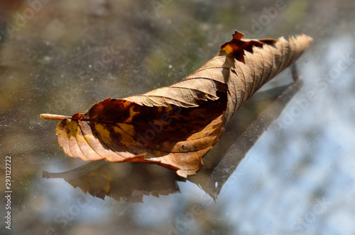 Curled up fall leaf isolated