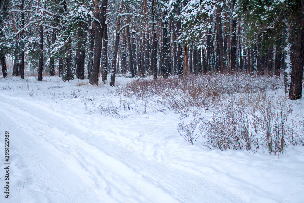The road next to a pine forest during a snowfall The road next to a pine forest during a snowfall