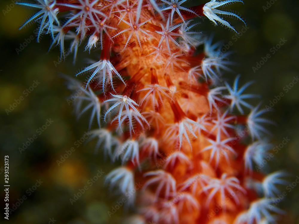 coral polyps coral polyps