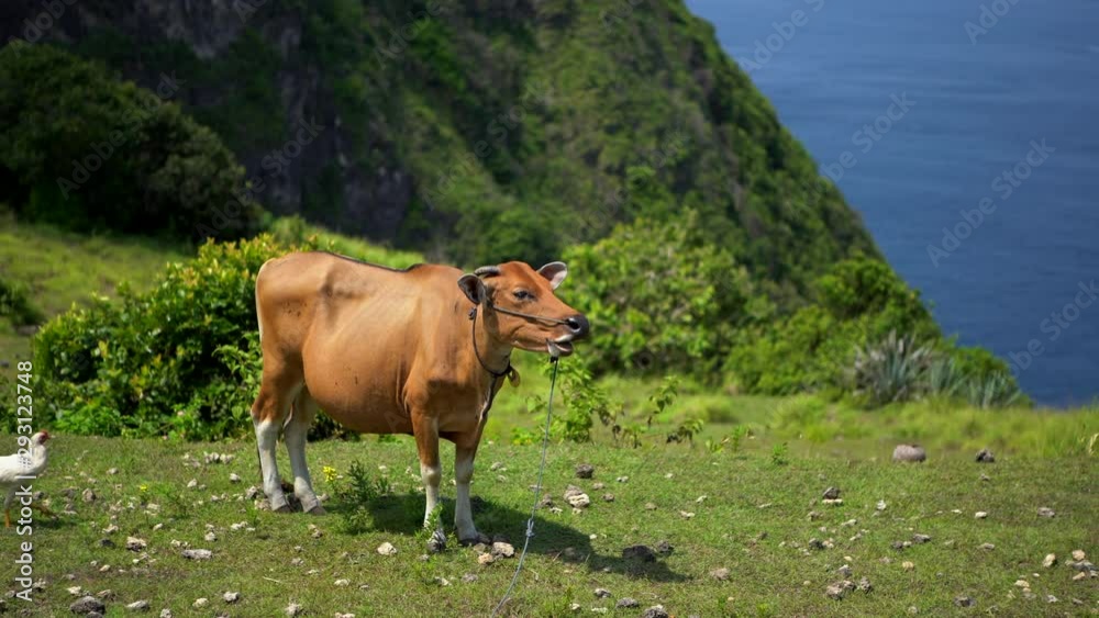 livestock walking in ecologically clean area Young bull eat grass in green mountain. Cow or bull-calf grazes on green pasture. Ecologically clean beef and meet. livestock walking in ecologically clean area Young bull eat grass in green mountain. Cow or bull-calf grazes on green pasture. Ecologically clean beef and meet.