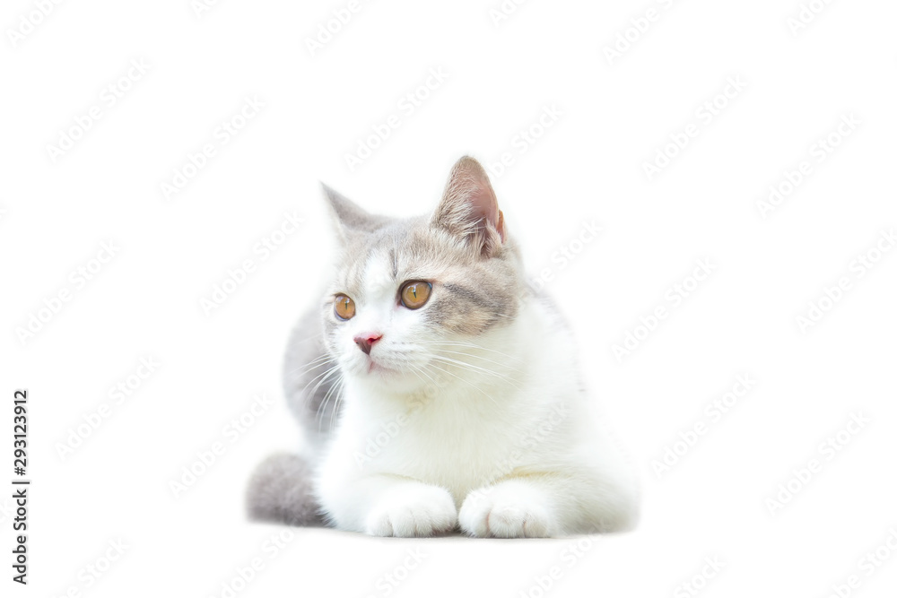 Scottish Fold kittens are sitting on white background. Portrait of the kittens are sitting for look something. The cat is waiting to eat.