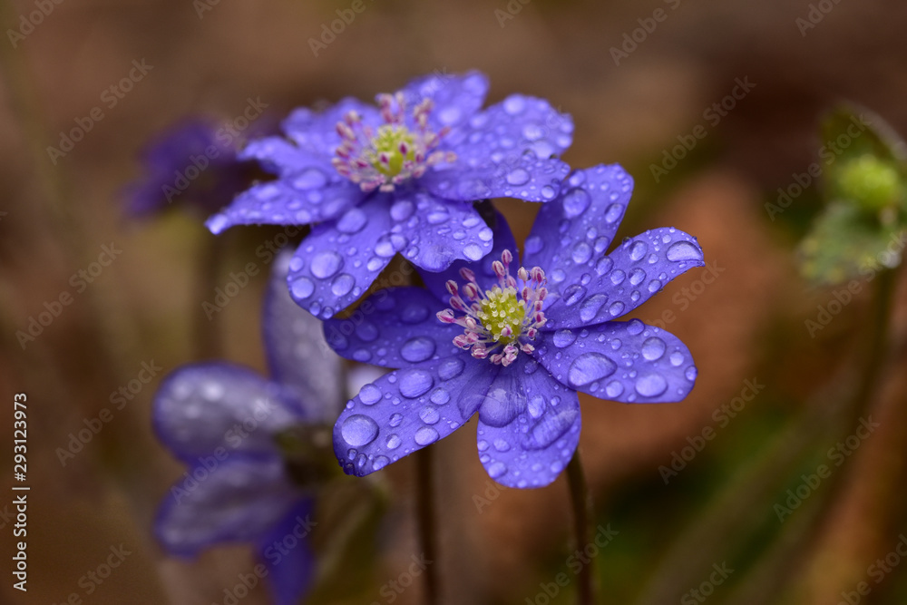 Rare flowers of an endangered species of the buttercup family Nepatika Rare flowers of an endangered species of the buttercup family Nepatika