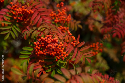 Autumn - mountain ash on a background of yellow and green leaves