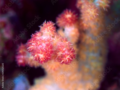 soft red teddybear coral