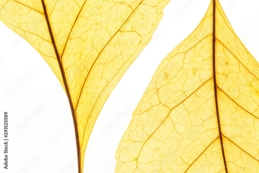Obraz premium Yellow leafs on white background. Veins in the autumn leaf close-up