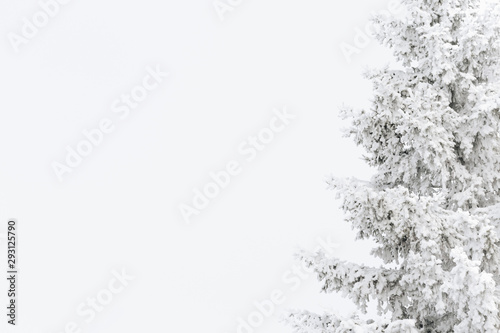 Fir tree covered with fresh snow on a white background with copy space