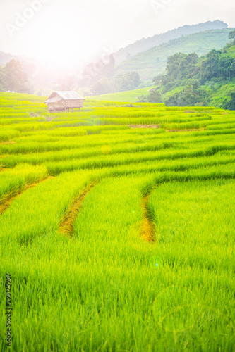 beautiful rice field terrace at Chiang Mai