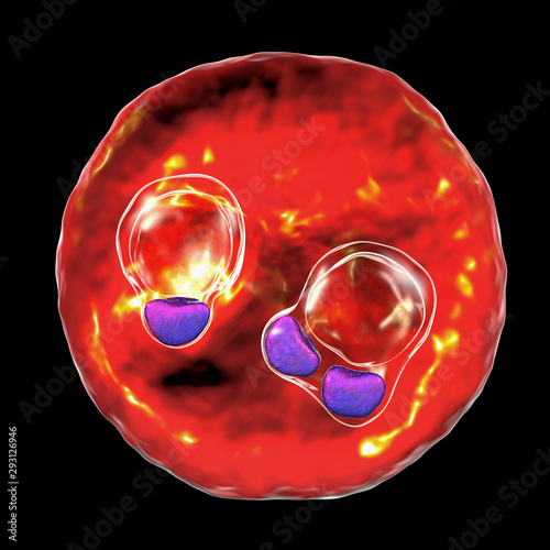 The malaria-infected red blood cell. 3D illustration showing ring-form trophozoites of malaria parasite Plasmodium falciparum inside red blood cells, the causative agent of tropical malaria photo