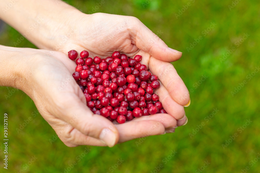 Female palms with berries on a green grassy background Female palms with berries on a green grassy background