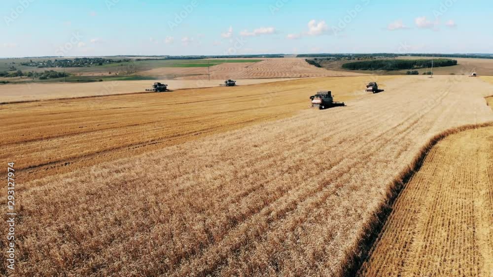 Combiners plow a big field at a farm. Aerial view of combine harvesting wheat Combiners plow a big field at a farm. Aerial view of combine harvesting wheat