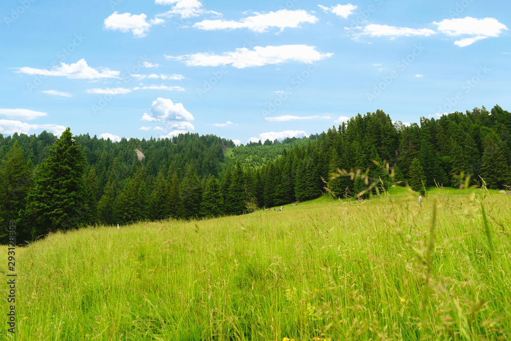 scenic landscape of sub mountain area with large open grass field and evergreen fir trees