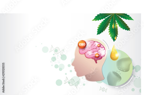 the humen  endocannabinoid system work CBD oil and brain.