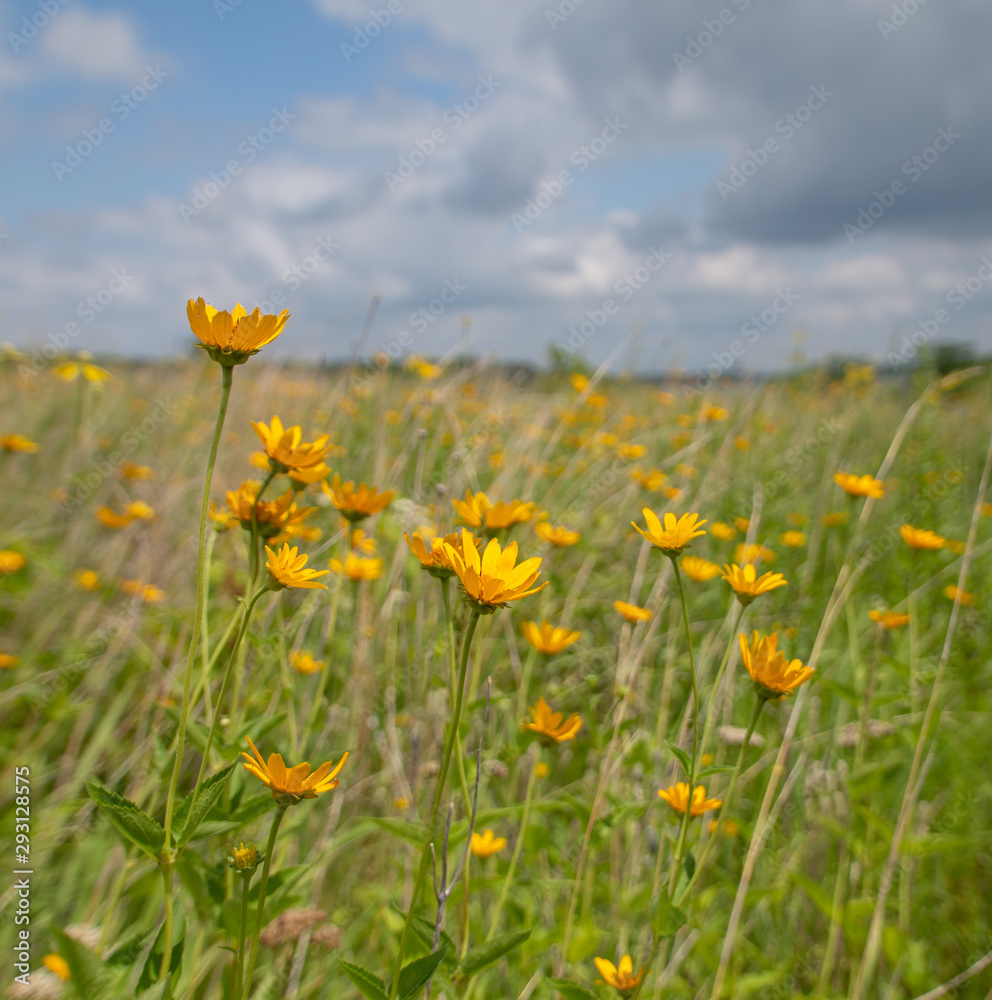 Oxeye daisies blooming in a natural prairie Oxeye daisies blooming in a natural prairie