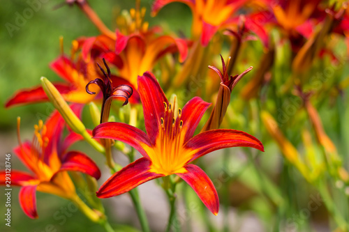 Brilliant orange daylilies in bloom