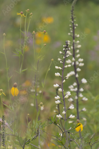 White wild indigo and yellow coneflower in a meadow
