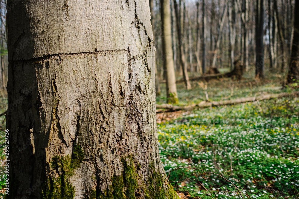 Obraz premium Bäume Wald