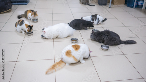 Few cats eating dry pet food together at modern cat cafe