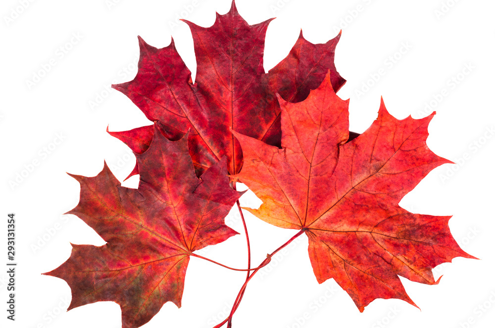 Three red maple leaves on a white background. Three red maple leaves on a white background.