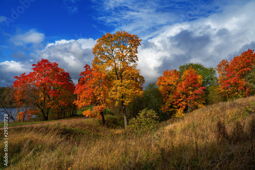 Fototapeta Naklejka Na Ścianę i Meble -  Bright Sunny autumn landscape with red trees.