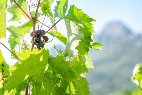 juicy ripe grapes in the mountains of Crimea. Crimea in September. Time for grapes. Plantation winemakers.