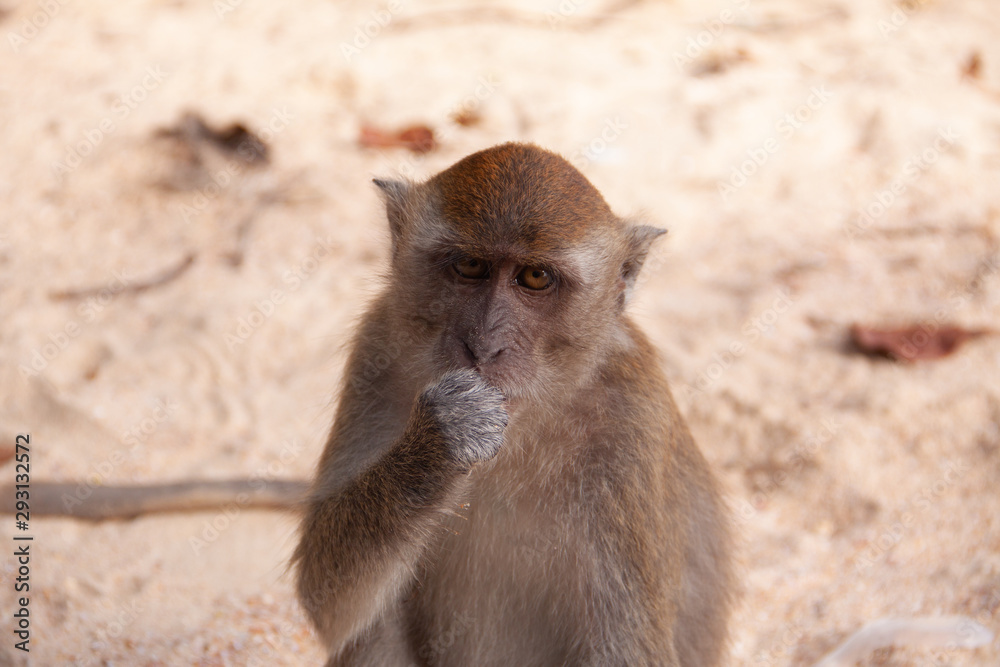 Fototapeta premium A close-up portrait of a long-tailed macaque monkey sitting on a beach.