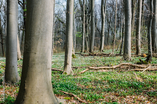 Bäume Wald