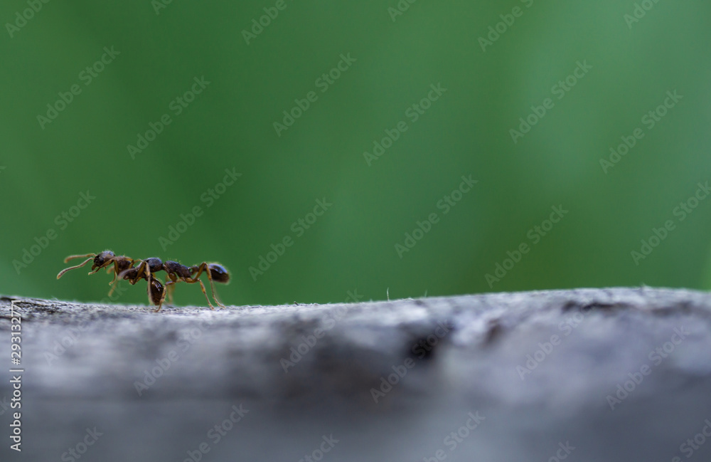 An ant carrying another ant on green background An ant carrying another ant on green background
