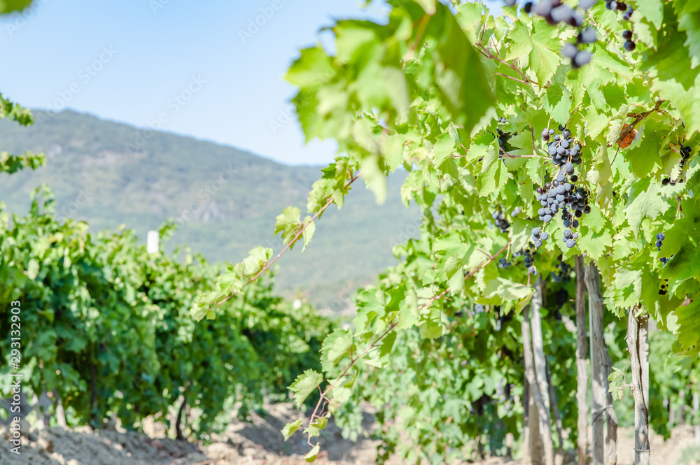 juicy ripe grapes in the mountains of Crimea. Crimea in September. Time for grapes. Plantation winemakers.