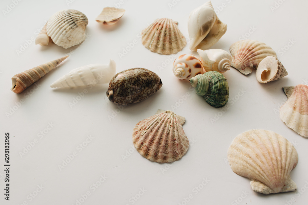 Pile of beautiful sea shells on white background Pile of beautiful sea shells on white background