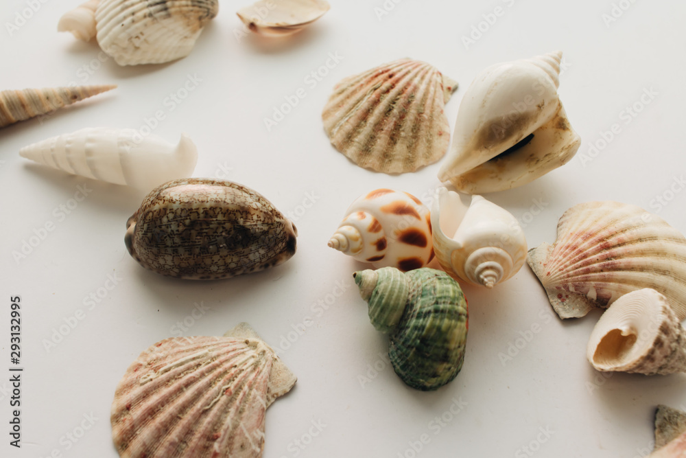 Pile of beautiful sea shells on white background Pile of beautiful sea shells on white background