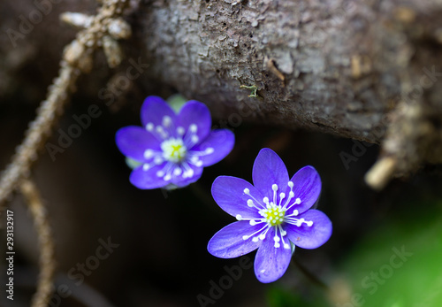 Hepatica nobilis peeking up from under a tree trunk