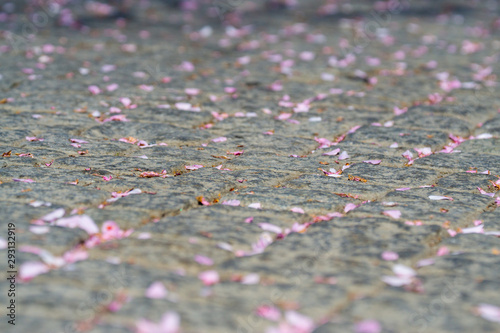 abstract background, flower petals on grey sidewalk