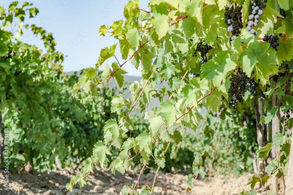 juicy ripe grapes in the mountains of Crimea. Crimea in September. Time for grapes. Plantation winemakers. juicy ripe grapes in the mountains of Crimea. Crimea in September. Time for grapes. Plantation winemakers.