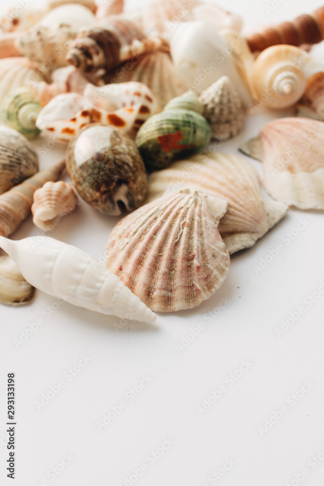 Pile of beautiful sea shells on white background