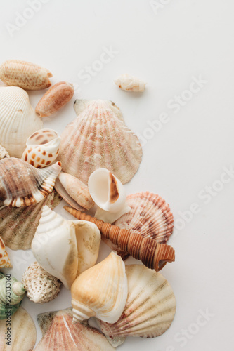 Pile of beautiful sea shells on white background