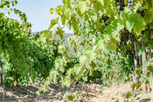 juicy ripe grapes in the mountains of Crimea. Crimea in September. Time for grapes. Plantation winemakers.