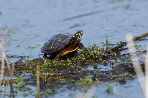 Eastern painted turtle (Chrysemys picta) on edge of wetland, Annapolis Royal Marsh, French Basin trail, Annapolis Royal, Nova Scotia, Canada,