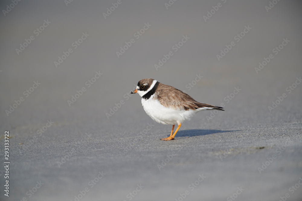 Semipalmated Plover (Charadrius semipalmatus) foraging along shoreline, Crescent Beach, Nova Scotia, Canada Semipalmated Plover (Charadrius semipalmatus) foraging along shoreline, Crescent Beach, Nova Scotia, Canada