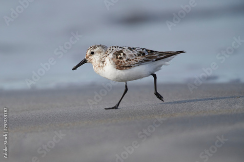 Fotografía Sanderling (Calidris alba) foraging along shoreline, Crescent Beach, Nova Scotia