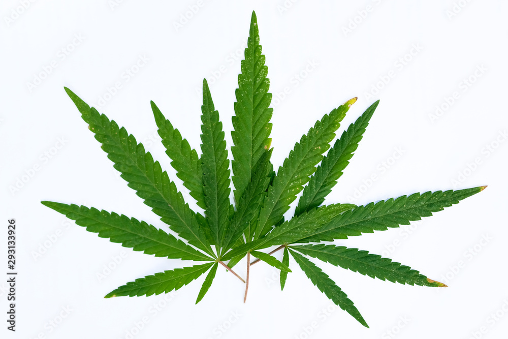 Green young hemp leaves on a white background. Green leaves, divided into 5-7 segments, equidistant and mirrored relative to one central. Green young hemp leaves on a white background. Green leaves, divided into 5-7 segments, equidistant and mirrored relative to one central.