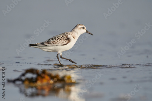 Sanderling (Calidris alba), Cherry Hill Beach, Nova Scotia, Canada