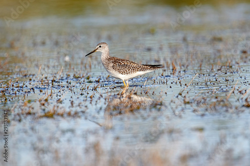 Lesser Yellowlegs (Tringa flavipes) foraging on edge of wetland, Cherry Hill Beach, Nova Scotia, Canada
