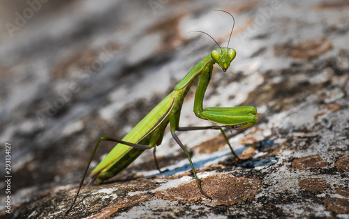 Green Praying Mantis Hunting For Insects © grafxart